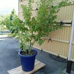 もみじの鉢植え　秋に紅葉します　の画像