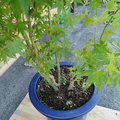 もみじの鉢植え　秋に紅葉します　の画像