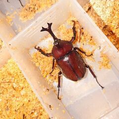 クワガタ、カブトムシ幼虫等