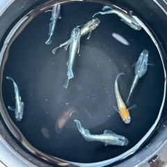 メダカ　ミックス90匹の画像