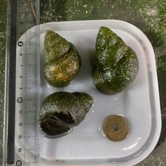 オオタニシ　5匹　発送可能　タニシ　苔取り