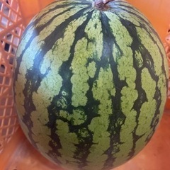 大玉すいか(亀岡)