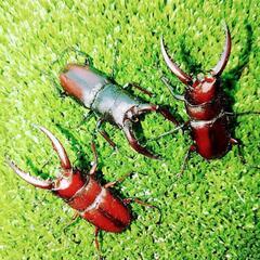 ノコギリクワガタ♂7頭♀8頭(計15頭)