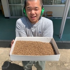 【無農薬】パクチーの種　約2000粒