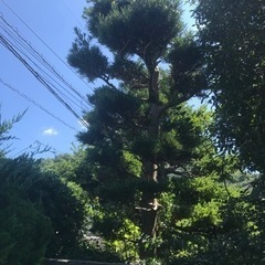 キミガヨラン、アジサイ、樹齢１００年を超える松、マキ等庭木を買って下さる人を探しています。の画像