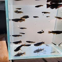 メダカ【ベリアル】