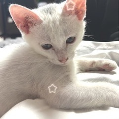 約4ヶ月の男の子^•ω•^