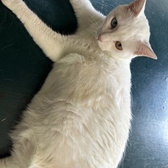 里親さん募集します - 猫