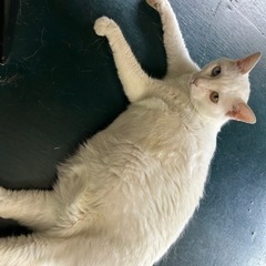 里親さん募集します − 熊本県