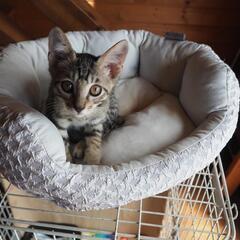 子猫里親募集