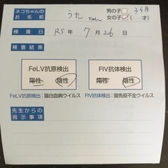 (トライアル決定)生後4ヶ月の元気なキジトラの女の子