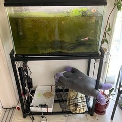 決まりました