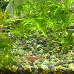 自家繁殖のレッドシュリンプ15匹（2～5ｍｍサイズ）¥1,000-の画像