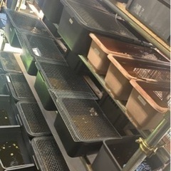 高級メダカ　MIXメダカ　1匹50円の画像