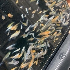 高級メダカ　MIXメダカ　1匹50円の画像