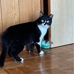 陽気なミミちゃん - 印旛郡