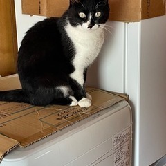 陽気なミミちゃん - 猫