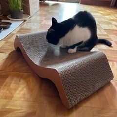 陽気なミミちゃん - 里親募集