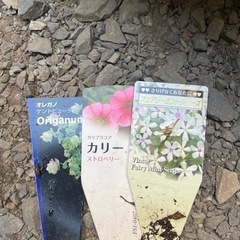 花苗差し上げます！レースラベンダー、トウガラシ、カリブラコア、メランポジュームなどの画像