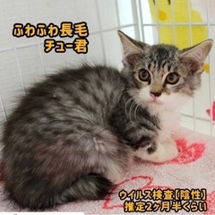 大人しいサバ白長毛【譲渡会参加】