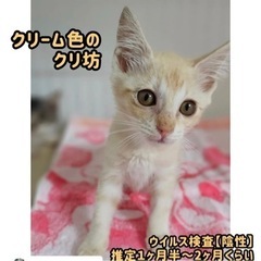 クリーム色の甘えん坊【譲渡会参加】