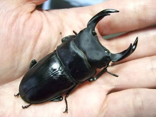 福岡県産オオクワガタF10 ♂68.5ミリ ♀45ミリ ペア