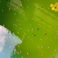 メダカ色々 幼魚③