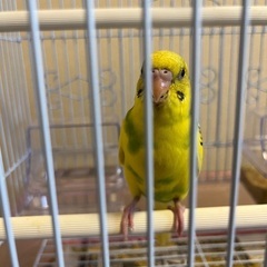 セキセインコ