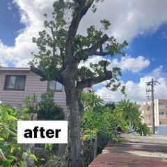 個人庭園の木の伐採と清掃(台風対策) - 糸満市