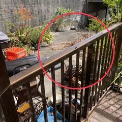 個人庭園の木の伐採と清掃(台風対策) - 剪定/造園