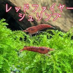 レッドファイヤーシュリンプ　5匹