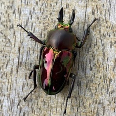 ニジイロクワガタ 小型 ♂3 ♀2(バラ売り可)