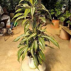 元気よく成長中の観葉植物が激安で‼️の画像