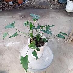 元気よく成長中の観葉植物が激安で‼️の画像
