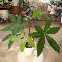 元気よく成長中の観葉植物が激安で‼️の画像