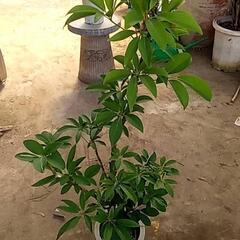 元気よく成長中の観葉植物が激安で‼️の画像
