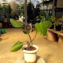 元気よく成長中の観葉植物が激安で‼️