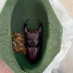 国産オオクワガタペア④の画像