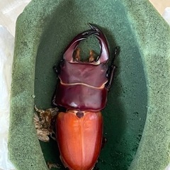 国産オオクワガタペア④の画像