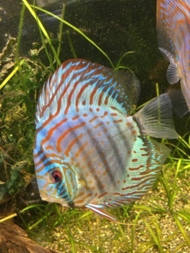 赤虫、おとひめ食べます！水槽関連　ドイツ系　１５ｃｍ　ロートターキス　ディスカス