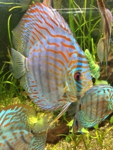 赤虫、おとひめ食べます！水槽関連　ドイツ系　１５ｃｍ　ロートターキス　ディスカス