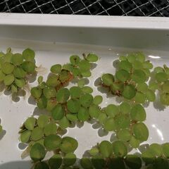 【水草・浮草】「サルビニアククラータ」をお譲りいたします