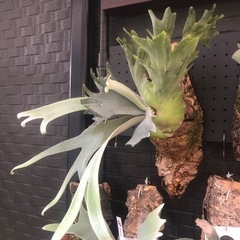 Platycerium willinckii white angel ビカクシダ ウィリンキー