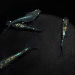 D-BLUE ﾌｪﾆｯｸｽ ♂1♀2