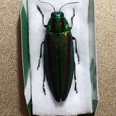 ①タマムシの標本