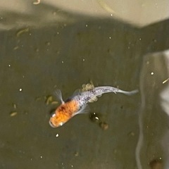 メダカ　雲州三色　幼魚