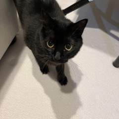 猫 里親募集 1歳3ヶ月の女の子です