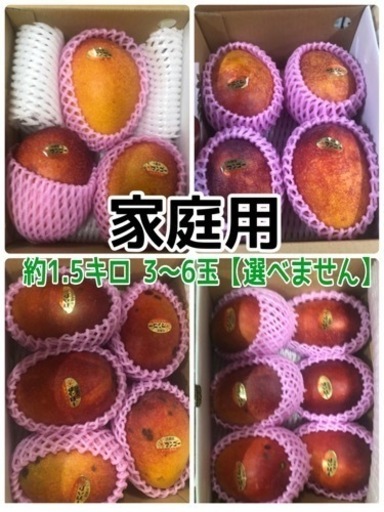 【説明文必読】家庭用マンゴー1.5キロ 3〜6玉