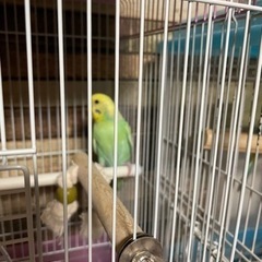 セキセイインコ　パステルレインボー