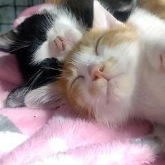 ☆決まりました☆家族になってください
